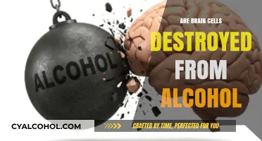 Alcohol's Impact: Does Drinking Destroy Brain Cells Permanently?