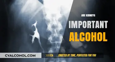 Kidneys and Alcohol: Understanding the Vital Role of Kidney Health