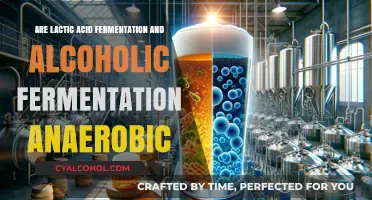 Lactic Acid vs. Alcoholic Fermentation: Are Both Anaerobic Processes?
