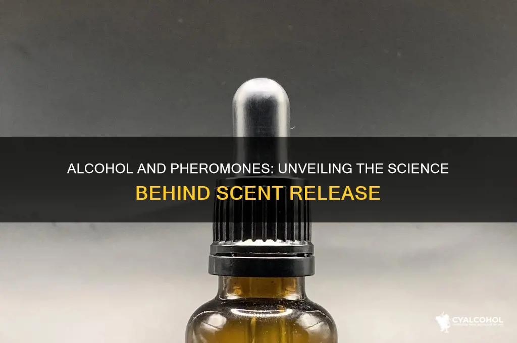 are pheremones released during alcohol consumption
