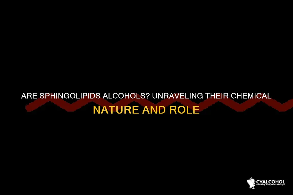 are sphingolipids alcohols