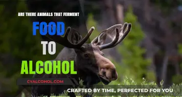 Animals Brewing Alcohol: Surprising Fermentation Abilities in the Wild