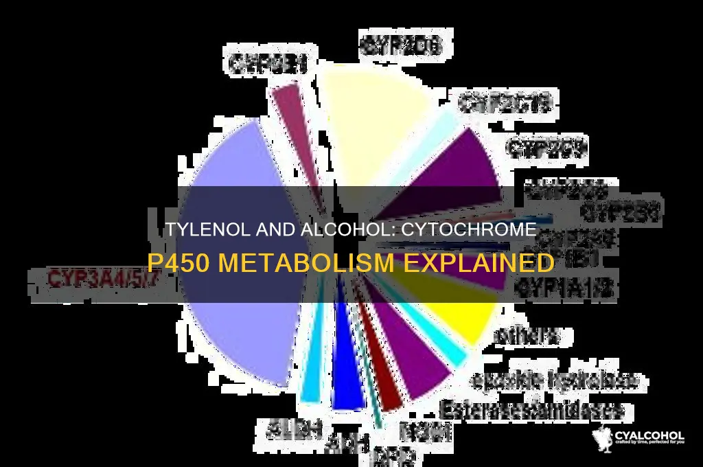 are tylenol and alcohol metabolized by cytochrome p450