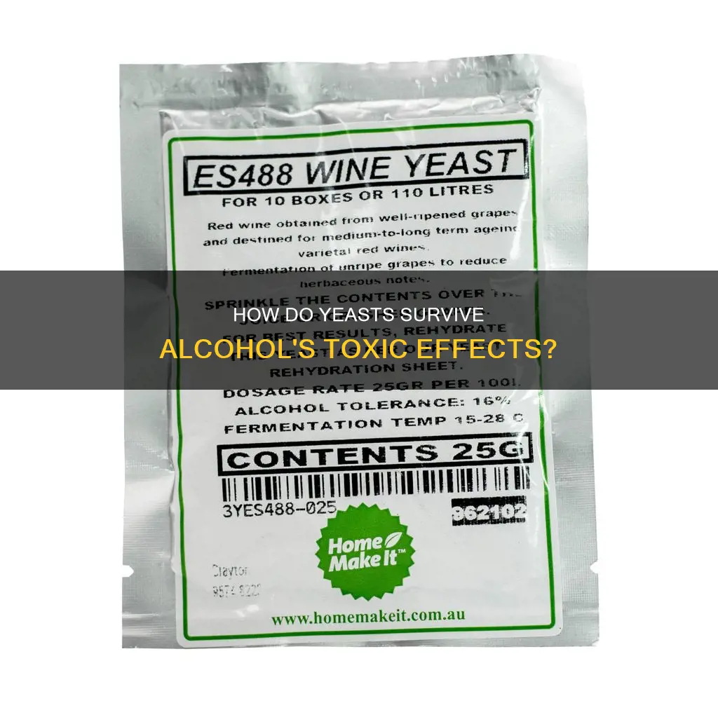 are yeasts are immune from the toxic effetcs of alcohol