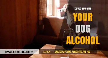 Is Alcohol Safe for Dogs? What Pet Owners Need to Know