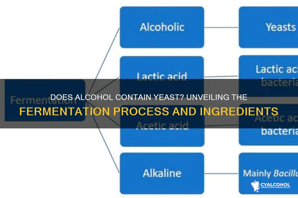 did alcohol have yeast