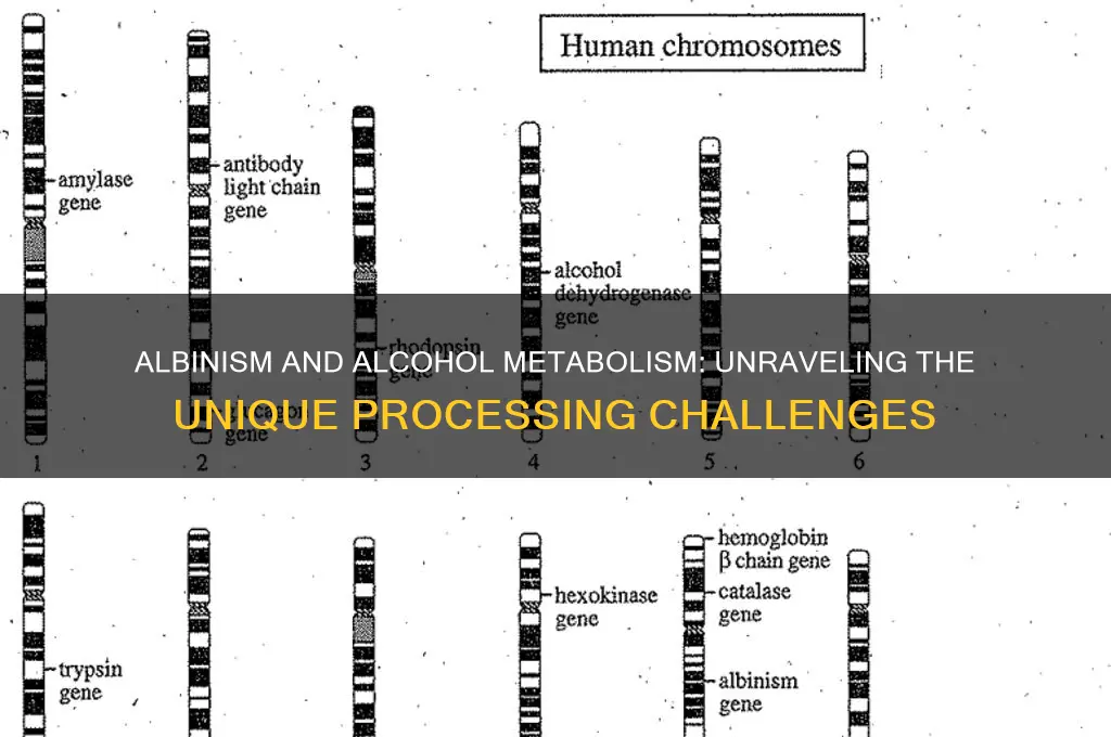 do albinos have trouble processing alcohol