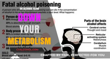 Does Alcohol Slow Your Metabolism? Uncovering the Surprising Truth
