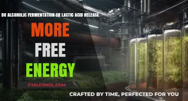 Energy Efficiency: Alcoholic Fermentation vs Lactic Acid