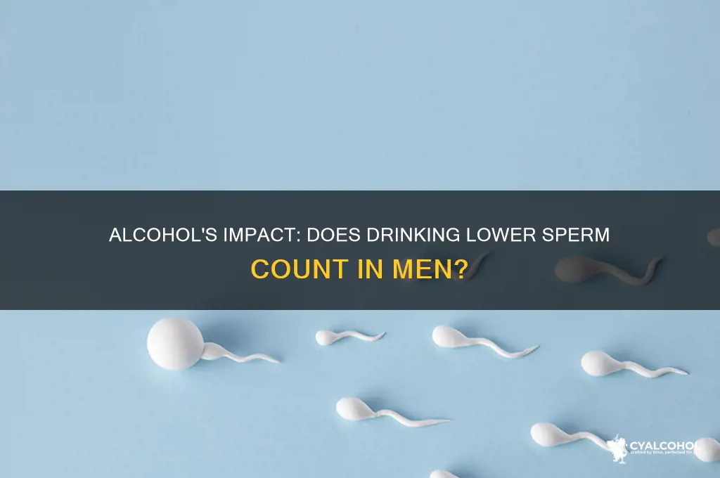 Alcohol's Impact: Does Drinking Lower Sperm Count In Men? | CyAlcohol