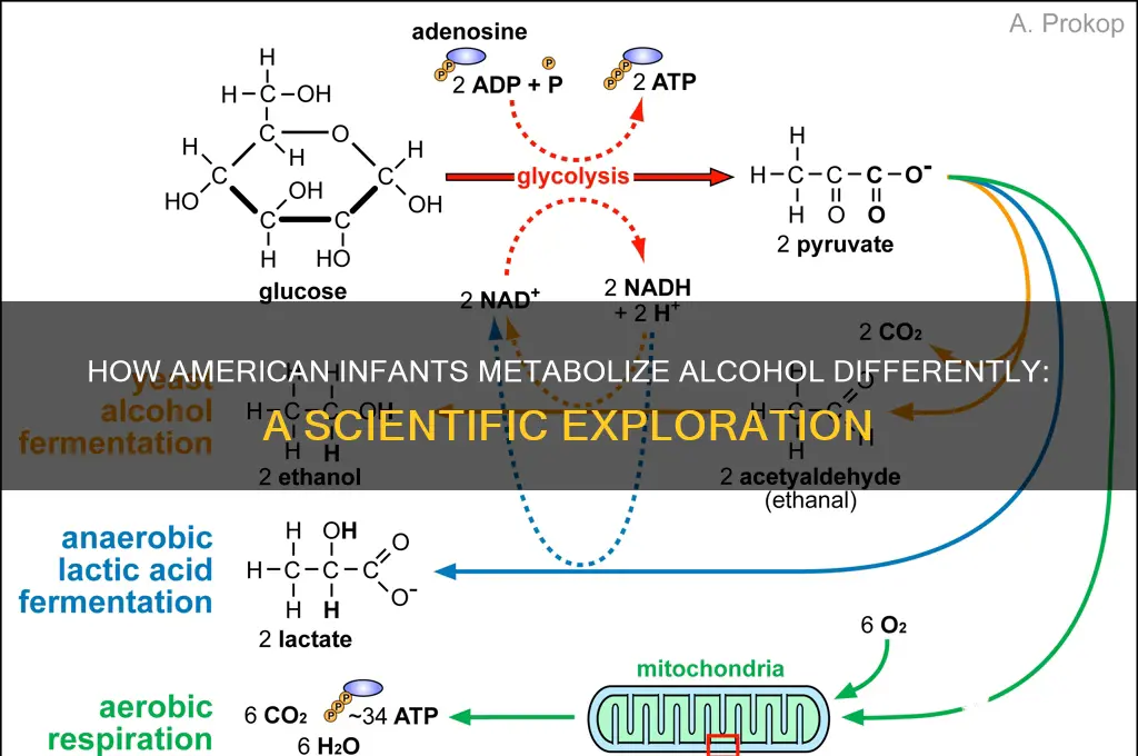 do american infisns handle alcohol differrntlt