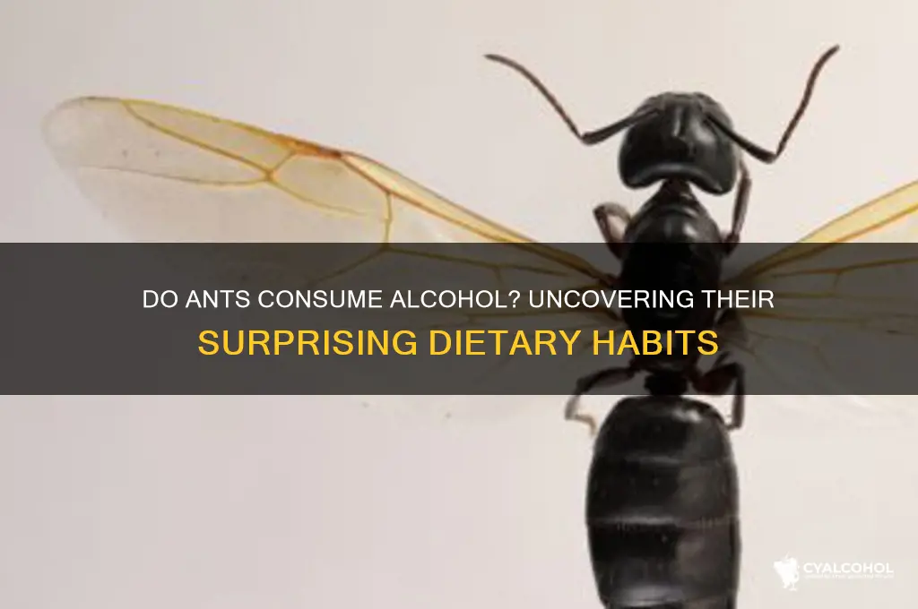 do ants eat alcohol