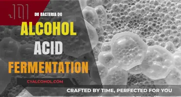 Bacteria's Role in Alcohol and Acid Fermentation Explained