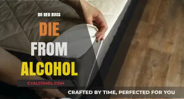 Can Alcohol Kill Bed Bugs? Effective DIY Treatment Explained