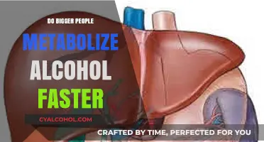 Body Size and Alcohol Metabolism: Do Bigger People Process Drinks Faster?