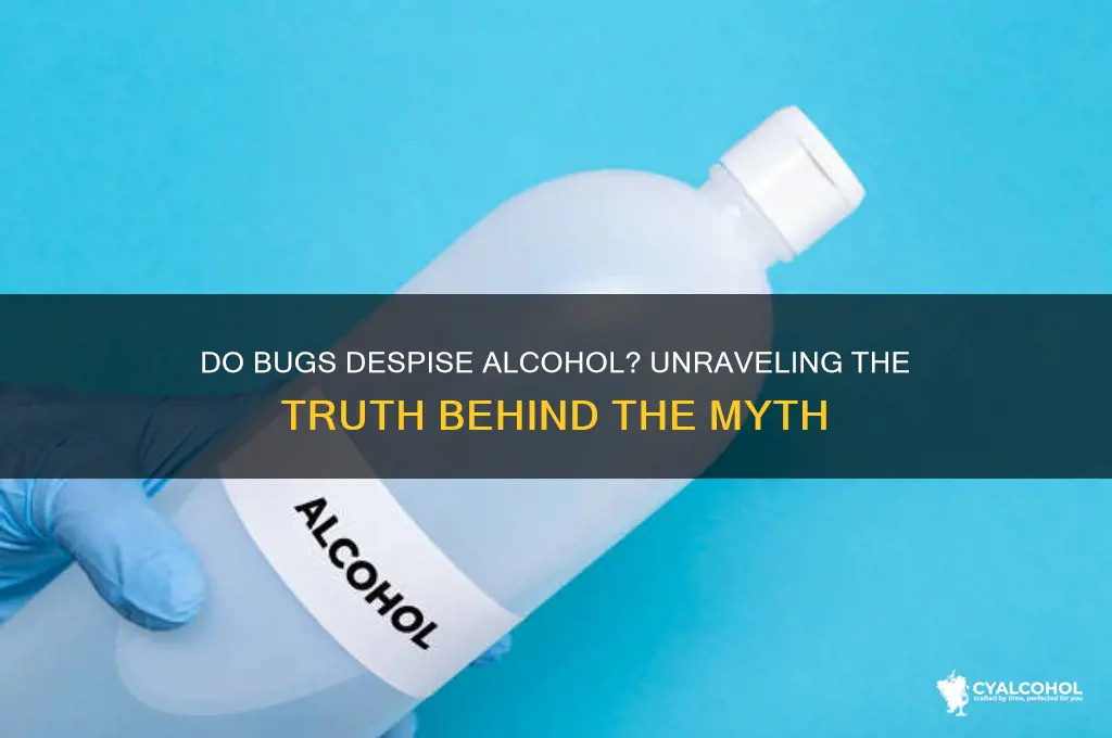 do bugs hate alcohol