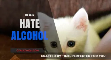 Do Cats Hate Alcohol? Uncovering the Truth Behind Feline Reactions