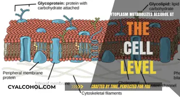 Cytoplasm's Role in Cellular Alcohol Metabolism: Unveiling the Process