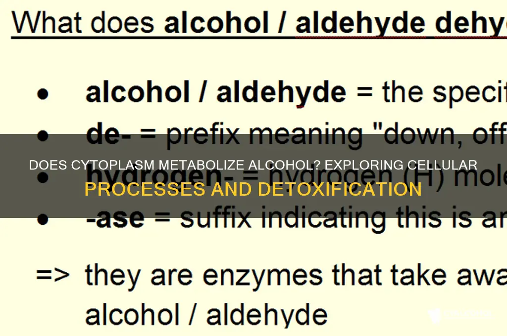 do cytoplasm metabolizes alcohol