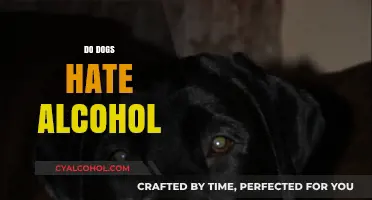 Do Dogs Hate Alcohol? Understanding Canine Reactions to Alcoholic Beverages