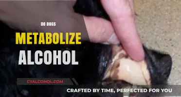 Can Dogs Process Alcohol? Understanding Canine Metabolism and Risks