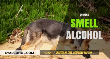 Can Dogs Detect Alcohol? Understanding Their Sense of Smell and Awareness