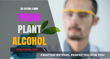 Exploring the Origin of Esters: Are Plant Alcohols the Source?