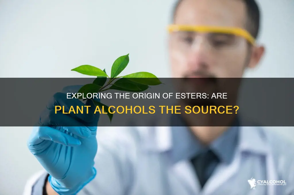 do esters come from plant alcohol
