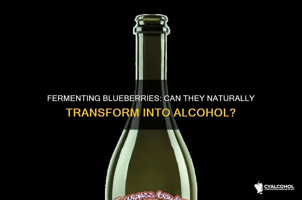do fermenting blueberries turn into alcohol