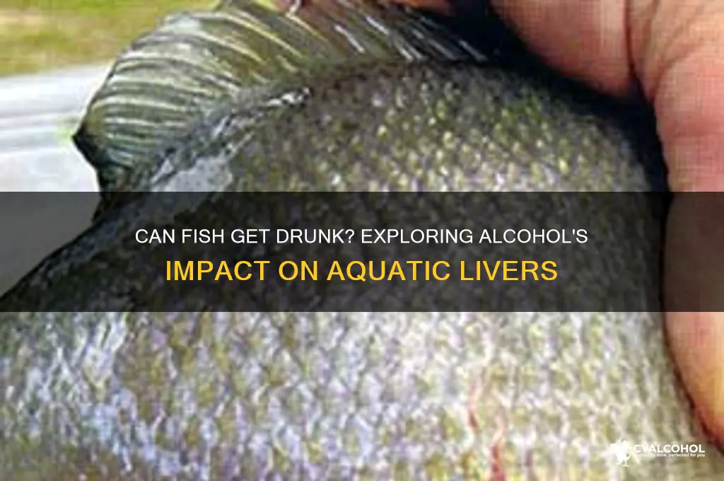 do fish livers alcohol