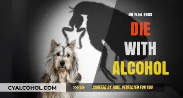 Can Alcohol Kill Flea Eggs? A Comprehensive Guide to Flea Control