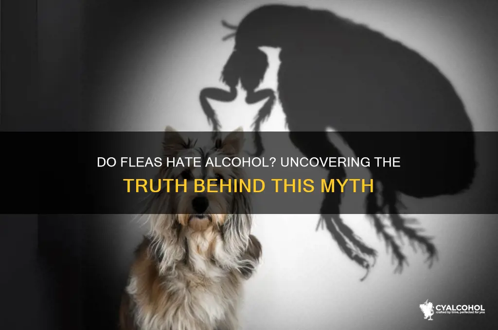 do fleas hate alcohol