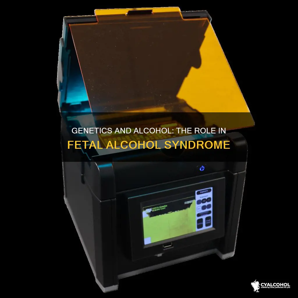 do genetics play a role in fetal alcohol syndrom