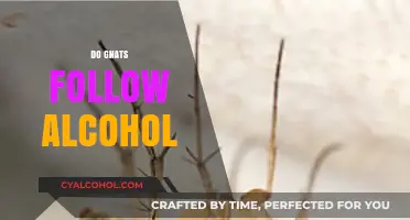 Do Gnats Follow Alcohol? Uncovering the Surprising Truth Behind the Myth