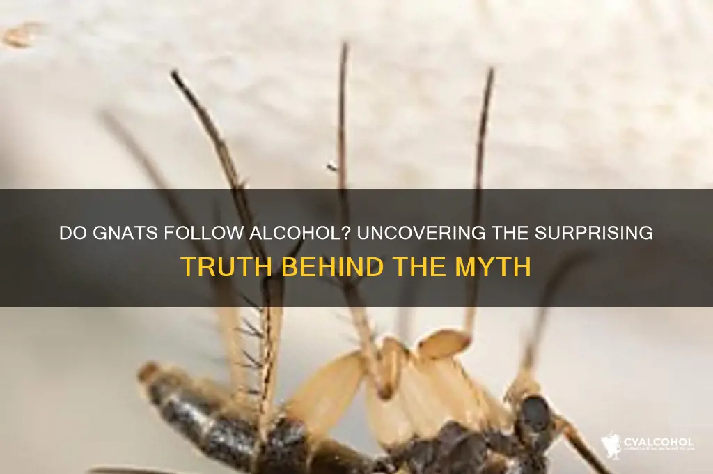 do gnats follow alcohol