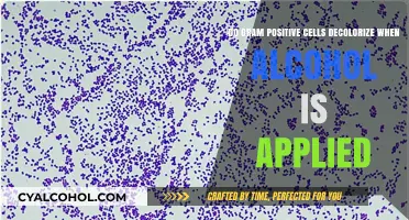 Gram-Positive Cells: Alcohol Decolorization Mystery