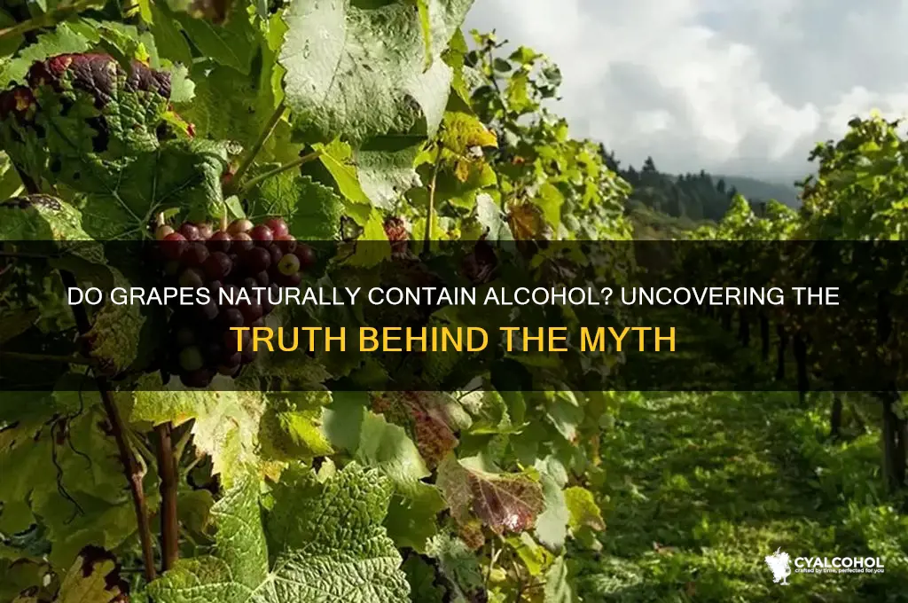 do grapes have alcohol in them