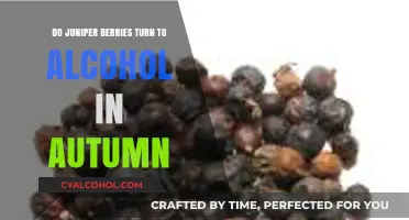 Juniper Berries and Autumn: Natural Alcohol Formation Explained