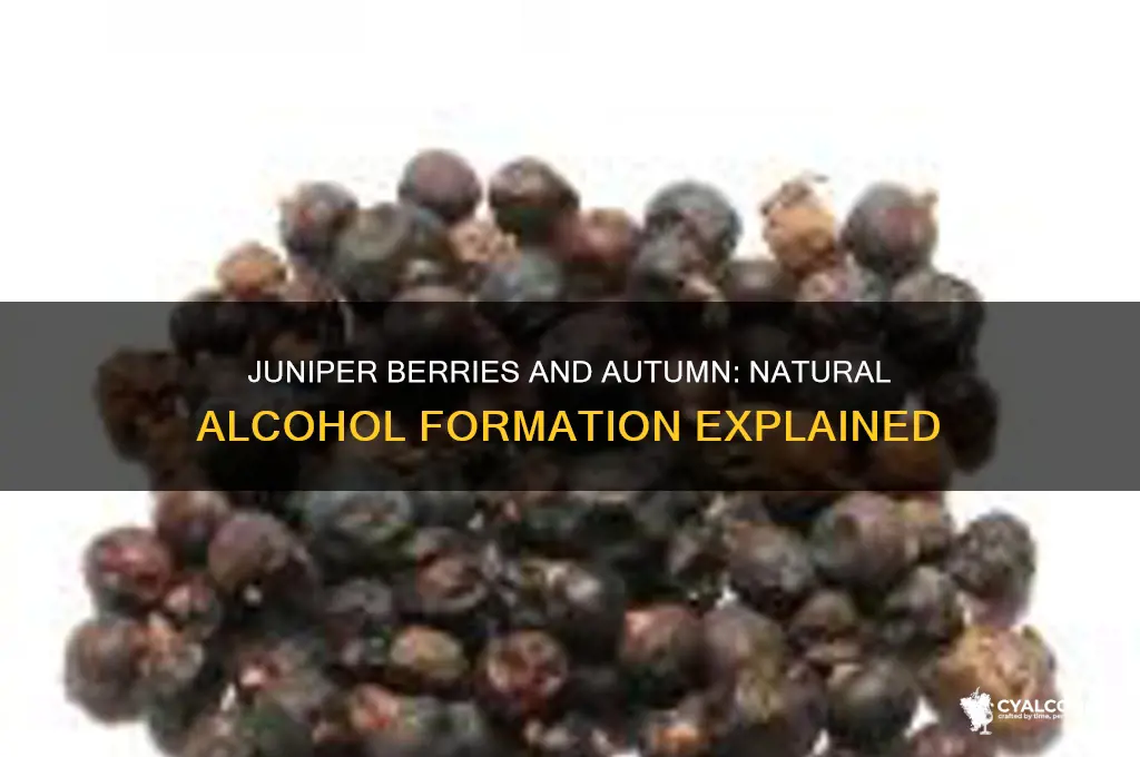 do juniper berries turn to alcohol in autumn