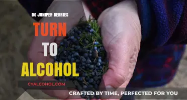 Juniper Berries and Alcohol: Unraveling the Fermentation Mystery