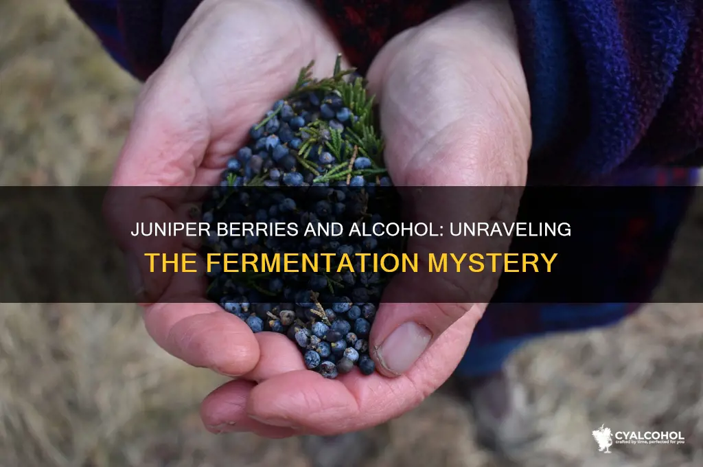 do juniper berries turn to alcohol