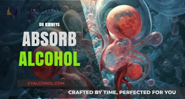 How Kidneys Process Alcohol: Absorption, Metabolism, and Health Impacts