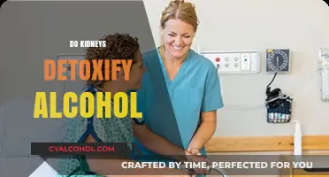Kidneys and Alcohol Detox: Unraveling Their Role in Cleansing