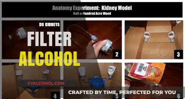 How Kidneys Process Alcohol: Filtering and Detoxification Explained