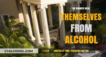 Can Kidneys Recover from Alcohol Damage? Understanding Natural Healing Processes