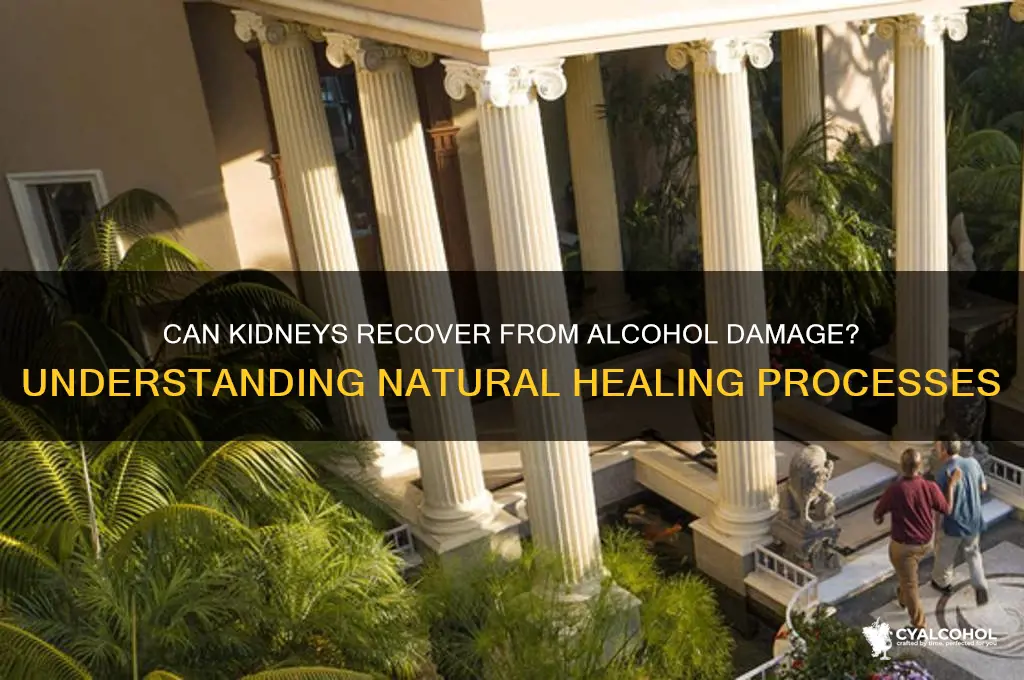 do kidneys heal themselves from alcohol
