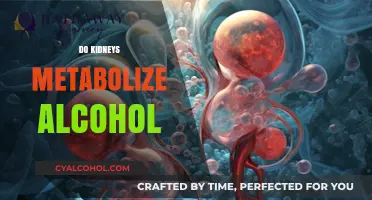 How Kidneys Process Alcohol: Metabolism, Function, and Health Impact