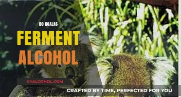 Do Koalas Ferment Alcohol? Unraveling the Myth Behind Their Diet