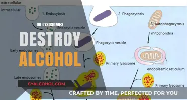 Lysosomes and Alcohol: Do They Break Down Ethanol in Cells?