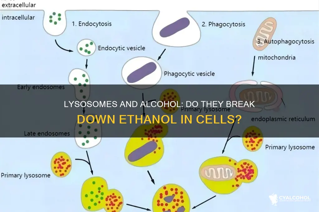 do lysosomes destroy alcohol